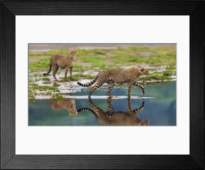 Framed Print : Africa. Tanzania. Cheetahs (Acinonyx jubatus) cross some water at Ndutu in Serengeti NP Framed Print : Africa. Tanzania. Cheetahs (Acinonyx jubatus) cross some water at Ndutu in Serengeti NP