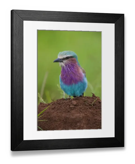 Framed Print : Africa. Tanzania. Lilac-breasted roller (Coracias caudatus) in Serengerti NP Framed Print : Africa. Tanzania. Lilac-breasted roller (Coracias caudatus) in Serengerti NP