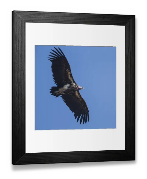 Framed Print : Africa. Tanzania. Lappet-faced vulture (Torgos t. tracheliotus) in Serengerti NP