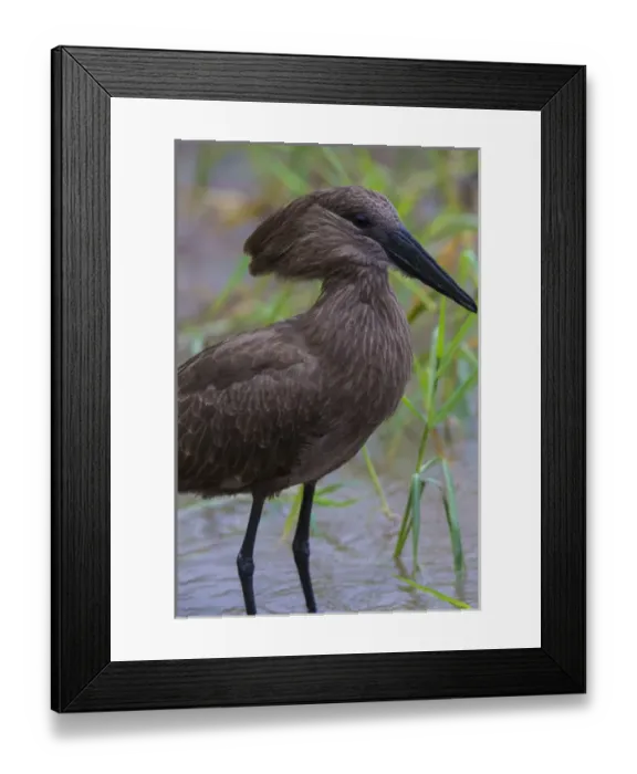 Framed Print : Africa. Tanzania. Hamerkop (Scopus U. umbretta) at Tarangire NP Framed Print : Africa. Tanzania. Hamerkop (Scopus U. umbretta) at Tarangire NP