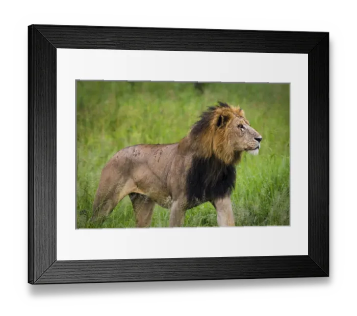 Framed Print : Africa. Tanzania. African lion (Panthera leo) at Tarangire NP Framed Print : Africa. Tanzania. African lion (Panthera leo) at Tarangire NP