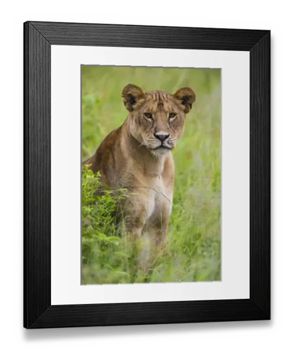 Framed Print : Africa. Tanzania. African lioness (Panthera leo) at Tarangire NP Framed Print : Africa. Tanzania. African lioness (Panthera leo) at Tarangire NP