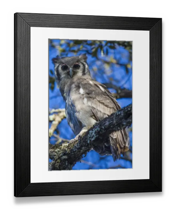 Framed Print : Africa. Tanzania. Verreauxs eagle-owl (Bubo lacteus) in Serengerti NP Framed Print : Africa. Tanzania. Verreauxs eagle-owl (Bubo lacteus) in Serengerti NP