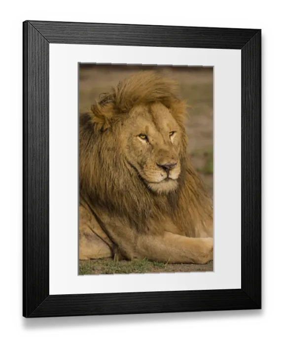 Framed Print : Africa. Tanzania. Male African lion (Panthera leo) at Ndutu in Serengeti NP Framed Print : Africa. Tanzania. Male African lion (Panthera leo) at Ndutu in Serengeti NP