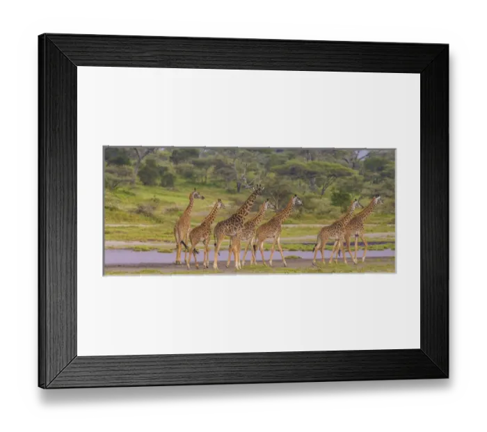 Framed Print : Africa. Tanzania. Masai giraffes (Giraffa tippelskirchi) at Ndutu in Serengeti NP Framed Print : Africa. Tanzania. Masai giraffes (Giraffa tippelskirchi) at Ndutu in Serengeti NP