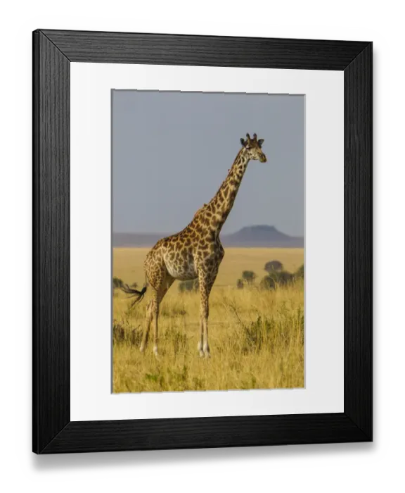 Framed Print : Africa. Tanzania. Masai giraffes (Giraffa tippelskirchi) at Serengeti NP Framed Print : Africa. Tanzania. Masai giraffes (Giraffa tippelskirchi) at Serengeti NP