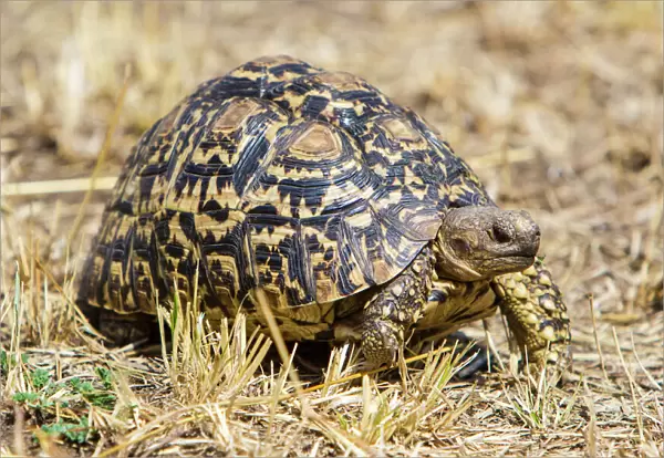 Africa. Tanzania. Leopard tortoise (Stigmochelys pardalis) in Serengeti NP