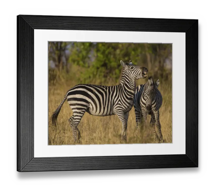 Framed Print : Africa. Tanzania. Male Zebra stallions (Equus quagga) fighting in Serengeti NP Framed Print : Africa. Tanzania. Male Zebra stallions (Equus quagga) fighting in Serengeti NP
