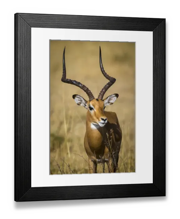 Framed Print : Africa. Tanzania. Male Impala (Aepyceros melampus) in Serengeti NP Framed Print : Africa. Tanzania. Male Impala (Aepyceros melampus) in Serengeti NP