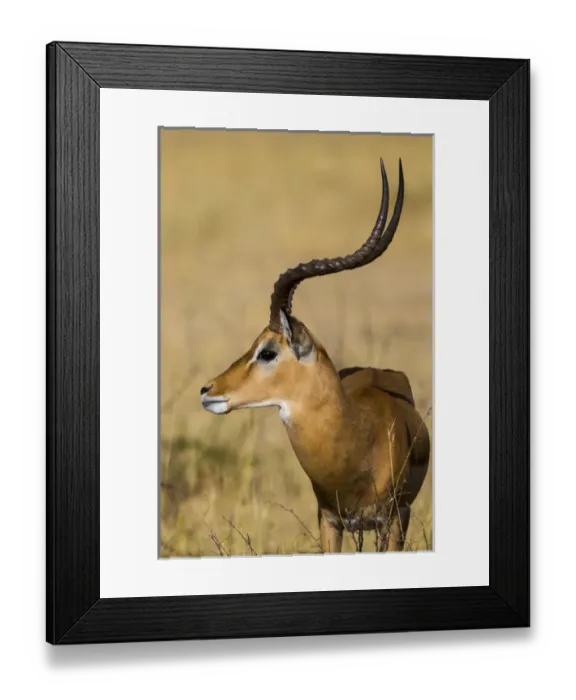 Framed Print : Africa. Tanzania. Male Impala (Aepyceros melampus) in Serengeti NP Framed Print : Africa. Tanzania. Male Impala (Aepyceros melampus) in Serengeti NP