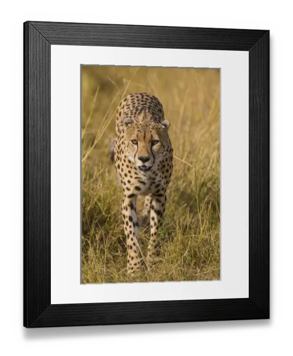 Framed Print : Africa. Tanzania. Cheetah (Acinonyx jubatus) hunting on the plains of the Serengeti