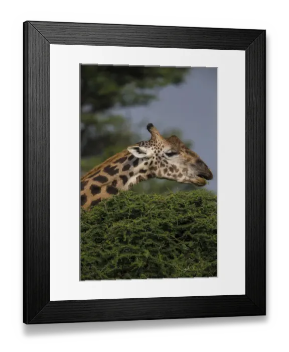 Framed Print : Africa. Tanzania. Masai giraffe (Giraffa tippelskirchi) at Ndutu in Serengeti NP Framed Print : Africa. Tanzania. Masai giraffe (Giraffa tippelskirchi) at Ndutu in Serengeti NP