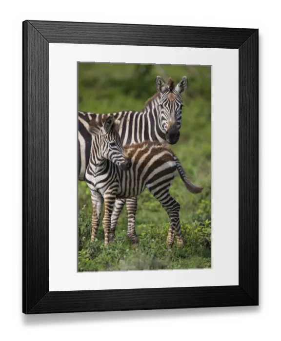 Framed Print : Africa. Tanzania. Female Zebra (Equus quagga) with colt in Serengeti NP Framed Print : Africa. Tanzania. Female Zebra (Equus quagga) with colt in Serengeti NP