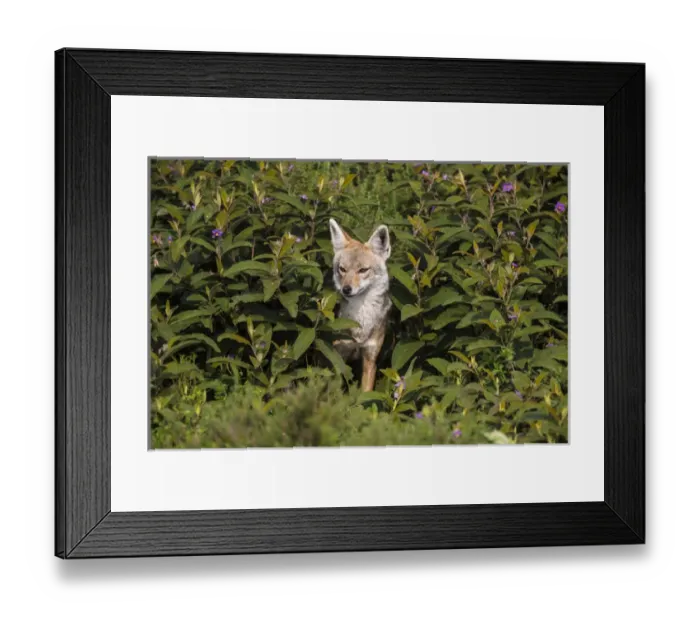 Framed Print : Africa. Tanzania. Golden jackal (Canis aureus) in Serengeti NP
