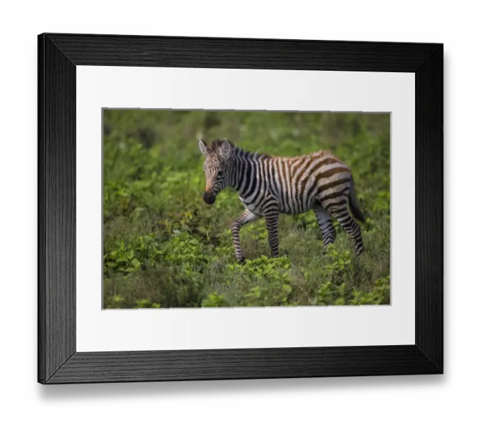 Framed Print : Africa. Tanzania. Zebra (Equus quagga) colt in Serengeti NP Framed Print : Africa. Tanzania. Zebra (Equus quagga) colt in Serengeti NP