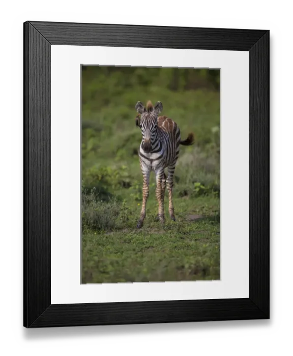 Framed Print : Africa. Tanzania. Zebra (Equus quagga) colt in Serengeti NP Framed Print : Africa. Tanzania. Zebra (Equus quagga) colt in Serengeti NP