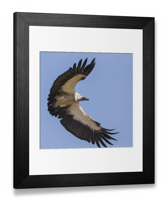 Framed Print : Africa. Tanzania. White-backed vulture (Gyps africanus) in Serengerti NP Framed Print : Africa. Tanzania. White-backed vulture (Gyps africanus) in Serengerti NP