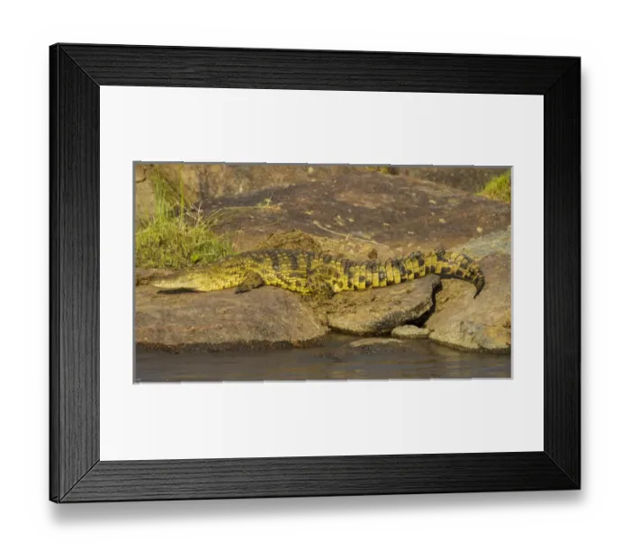 Framed Print : Africa. Tanzania. Nile crocodile (Crocodylus niloticus) basks in the sun at the Mara