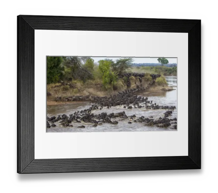Framed Print : Africa. Tanzania. Wildebeest herd crossing the Mara river during the annual Great Framed Print : Africa. Tanzania. Wildebeest herd crossing the Mara river during the annual Great