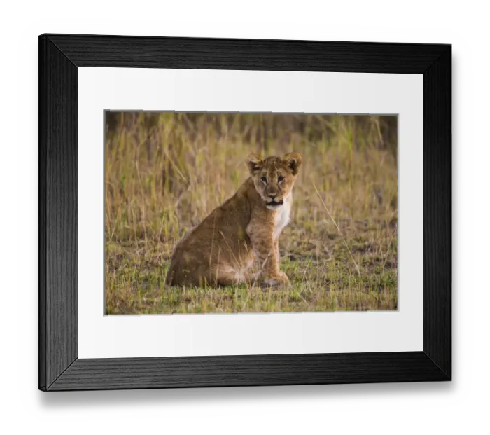 Framed Print : Africa. Tanzania. African lion cub (Panthera leo) in Serengeti NP