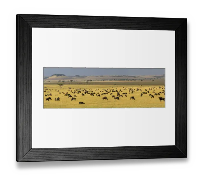 Framed Print : Africa. Tanzania. A vast Wildebeest herd during the annual Great Migration in Serengeti Framed Print : Africa. Tanzania. A vast Wildebeest herd during the annual Great Migration in Serengeti