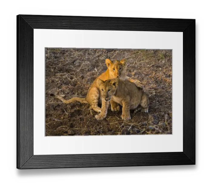 Framed Print : Africa. Tanzania. African lion cubs (Panthera leo) in Serengeti NP