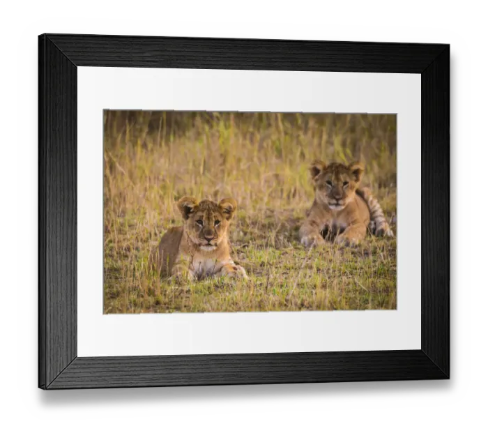 Framed Print : Africa. Tanzania. African lion cubs (Panthera leo) in Serengeti NP Framed Print : Africa. Tanzania. African lion cubs (Panthera leo) in Serengeti NP