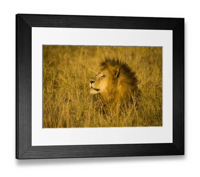 Framed Print : Africa. Tanzania. African lion male (Panthera leo) in Serengeti NP Framed Print : Africa. Tanzania. African lion male (Panthera leo) in Serengeti NP