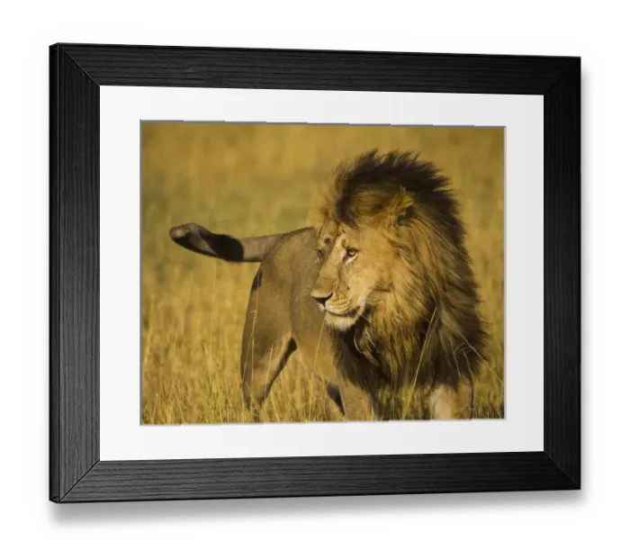 Framed Print : Africa. Tanzania. African lion male (Panthera leo) in Serengeti NP Framed Print : Africa. Tanzania. African lion male (Panthera leo) in Serengeti NP