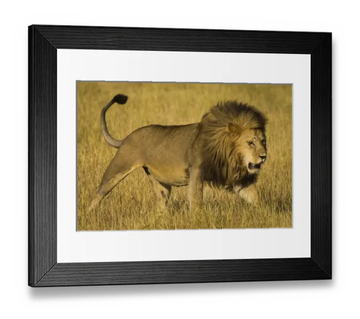 Framed Print : Africa. Tanzania. African lion male (Panthera leo) in Serengeti NP Framed Print : Africa. Tanzania. African lion male (Panthera leo) in Serengeti NP