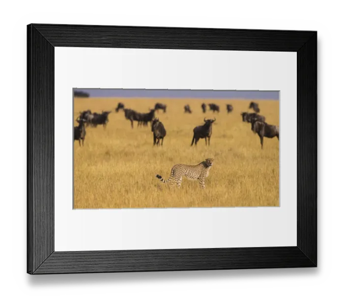 Framed Print : Africa. Tanzania. Cheetah (Acinonyx jubatus) hunting on the plains of the Serengeti
