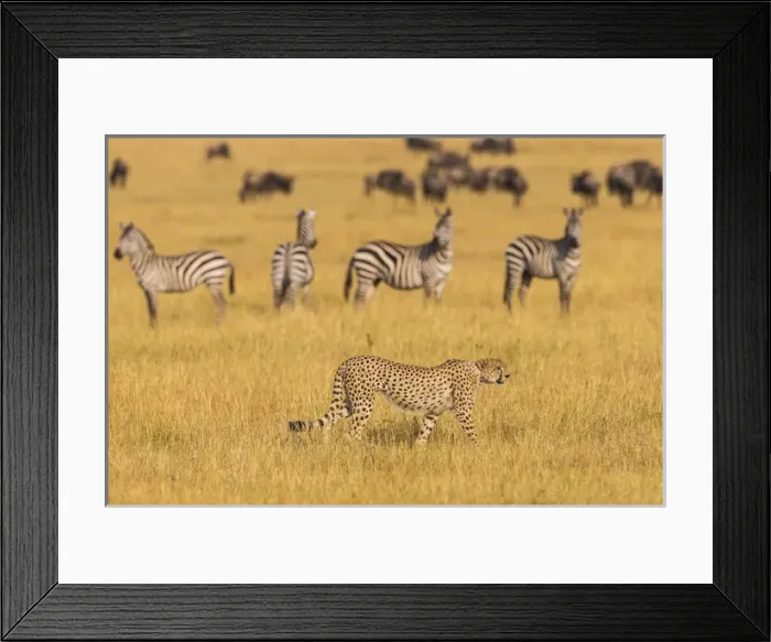 Framed Print : Africa. Tanzania. Cheetah (Acinonyx jubatus) hunting on the plains of the Serengeti Framed Print : Africa. Tanzania. Cheetah (Acinonyx jubatus) hunting on the plains of the Serengeti