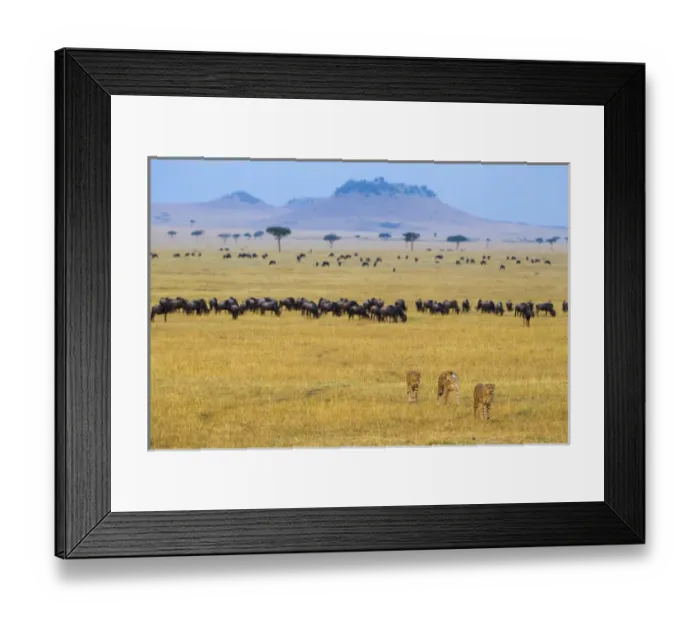 Framed Print : Africa. Tanzania. Cheetah (Acinonyx jubatus) hunting on the plains of the Serengeti