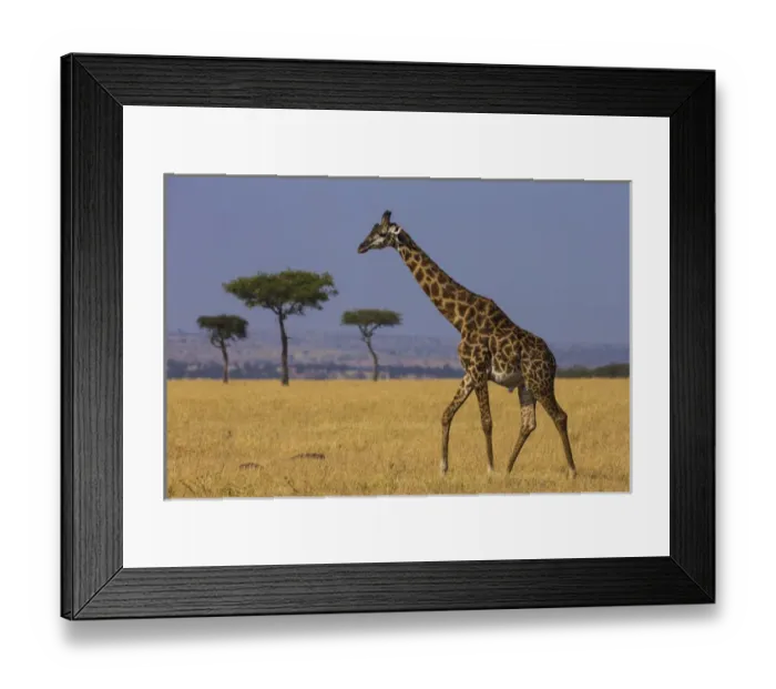 Framed Print : Africa. Tanzania. Masai giraffes (Giraffa tippelskirchi) at Serengeti NP Framed Print : Africa. Tanzania. Masai giraffes (Giraffa tippelskirchi) at Serengeti NP
