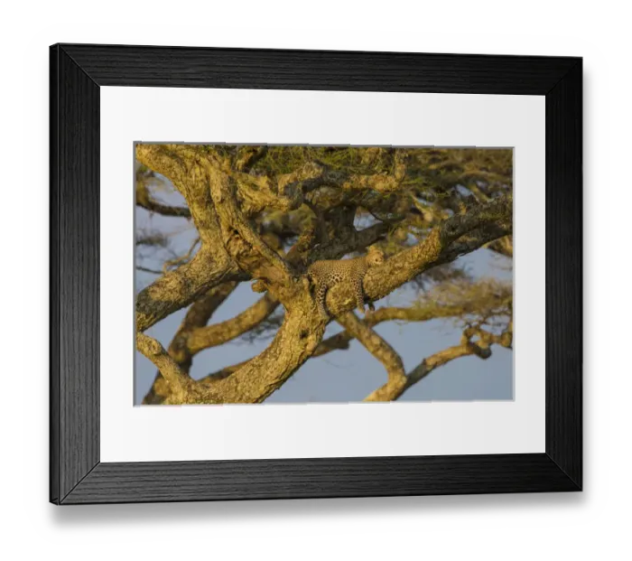 Framed Print : Africa. Tanzania. African leopard (Panthera pardus) napping in a tree in Serengeti NP Framed Print : Africa. Tanzania. African leopard (Panthera pardus) napping in a tree in Serengeti NP