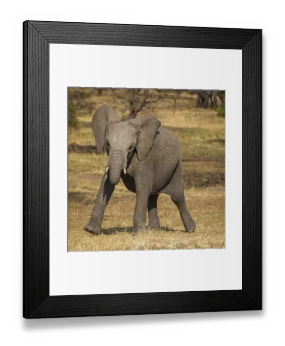 Framed Print : Africa. Tanzania. African elephant (Loxodonta africana) at Serengeti NP Framed Print : Africa. Tanzania. African elephant (Loxodonta africana) at Serengeti NP