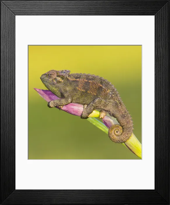 Framed Print : Africa. Tanzania. Rough chameleon (Trioceros rudis) at Ngorongoro crater