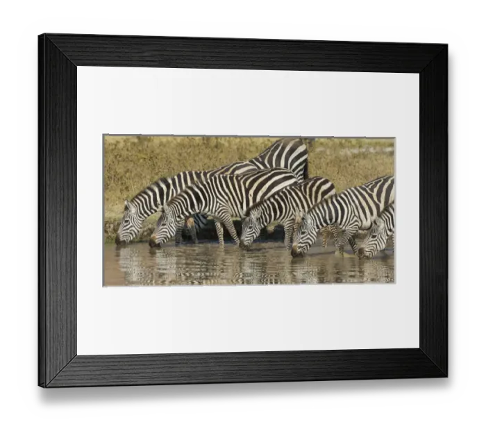 Framed Print : Africa. Tanzania. Zebra (Equus quagga) drinking at Ngorongoro Crater