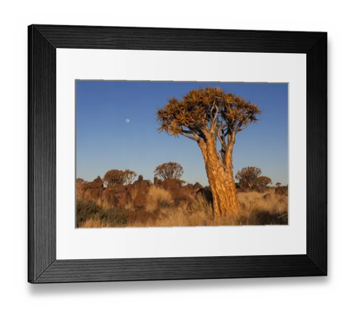 Framed Print : Africa, Namibia, Keetmanshoop, Quiver Tree Forest, (Aloe dichotoma), Kokerbooms Framed Print : Africa, Namibia, Keetmanshoop, Quiver Tree Forest, (Aloe dichotoma), Kokerbooms