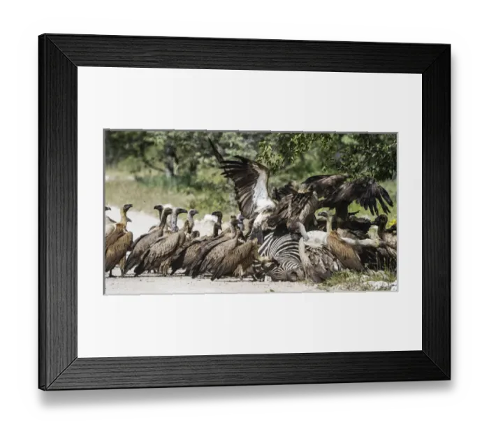 Framed Print : Africa, Namibia, Etosha National Park. Vultures on zebra carcass Framed Print : Africa, Namibia, Etosha National Park. Vultures on zebra carcass