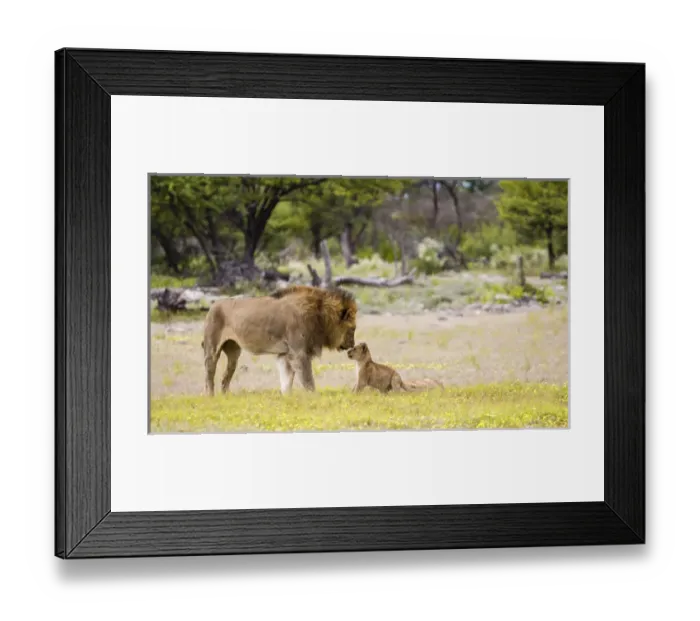 Framed Print : Africa, Namibia, Etosha National Park. Alpha male lion inspects cub Framed Print : Africa, Namibia, Etosha National Park. Alpha male lion inspects cub