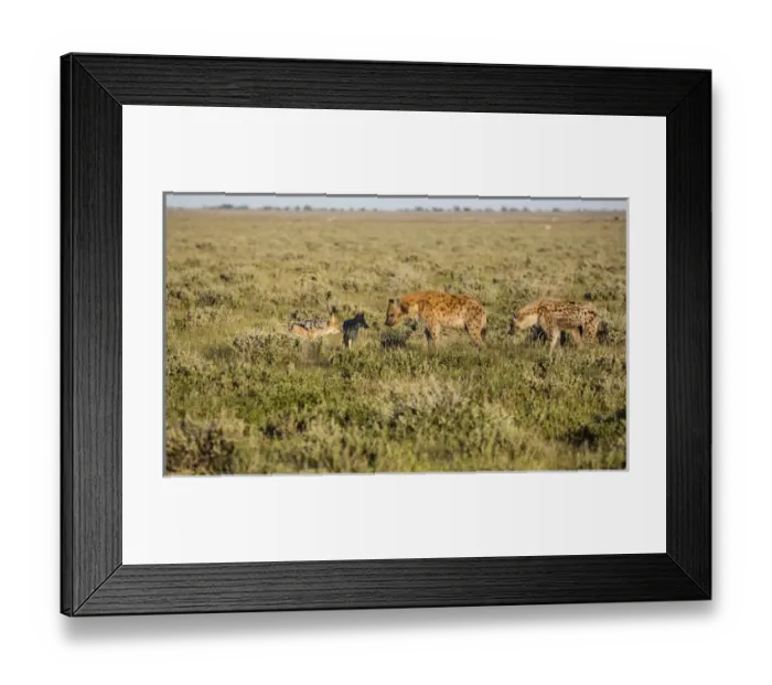 Framed Print : Africa, Namibia, Etosha National Park. Hyenas and black-backed jackals at carcass