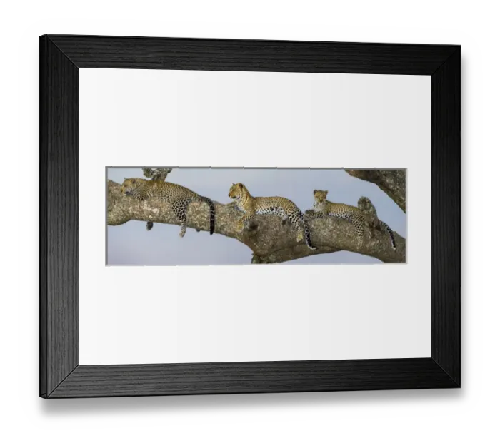 Framed Print : Africa. Tanzania. African leopard (Panthera pardus) mother and cubs in a tree in