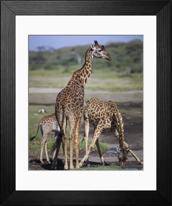 Framed Print : Africa. Tanzania. Masai giraffes (Giraffa tippelskirchi) at Ndutu in Serengeti NP Framed Print : Africa. Tanzania. Masai giraffes (Giraffa tippelskirchi) at Ndutu in Serengeti NP