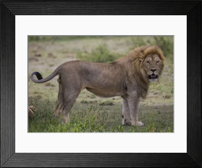 Framed Print : Africa. Tanzania. Male African lion (Panthera leo) at Ndutu in Serengeti NP