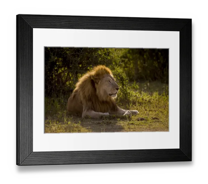 Framed Print : Africa. Tanzania. Male African lion (Panthera leo) at Ndutu in Serengeti NP