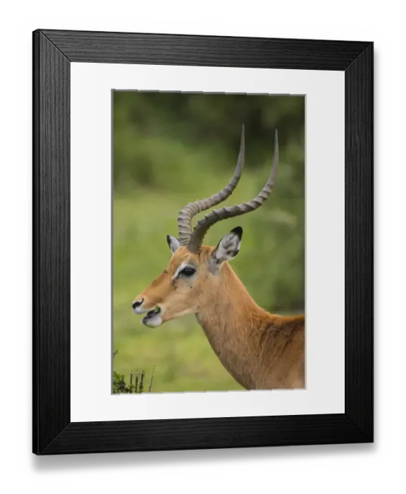 Framed Print : Africa. Tanzania. Male Impala (Aepyceros melampus) in Serengeti NP Framed Print : Africa. Tanzania. Male Impala (Aepyceros melampus) in Serengeti NP