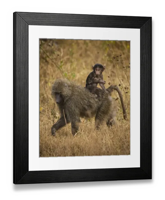 Framed Print : Africa. Tanzania. Olive baboon (Papio anubis) female with baby at Serengeti NP Framed Print : Africa. Tanzania. Olive baboon (Papio anubis) female with baby at Serengeti NP