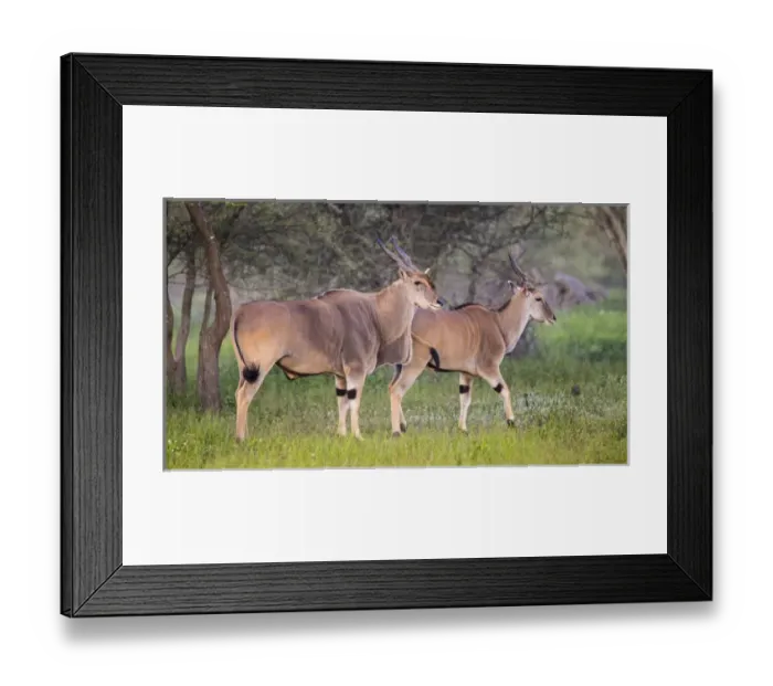 Framed Print : Africa. Tanzania. Eland (Taurotragus oryx), a large antelope, at Ndutu in Serengeti NP