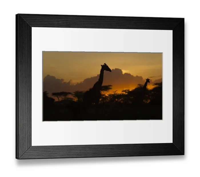Framed Print : Africa. Tanzania. Masai giraffes (Giraffa tippelskirchi) at sunset at Ndutu in Serengeti Framed Print : Africa. Tanzania. Masai giraffes (Giraffa tippelskirchi) at sunset at Ndutu in Serengeti